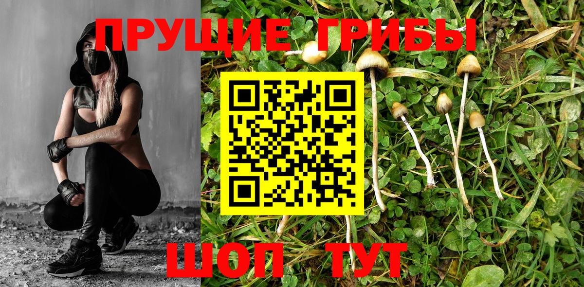 Кропоткин  Псилоцибиновые грибы мицелий  Вход с VPN 